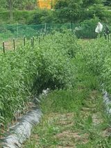 팜모닝 고추·영농일지 게시글 이미지