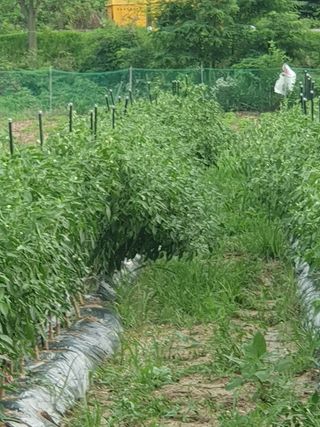 재순님의 고추 · 영농일지 작성글 사진