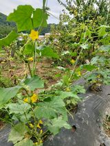 팜모닝 오이·자유게시판 게시글 이미지