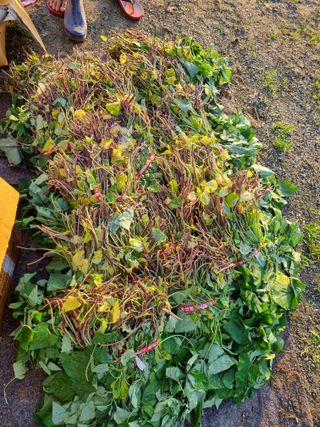 김유미님의 상추 · 자유게시판 작성글 사진