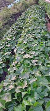 팜모닝 고구마·자유게시판 게시글 이미지