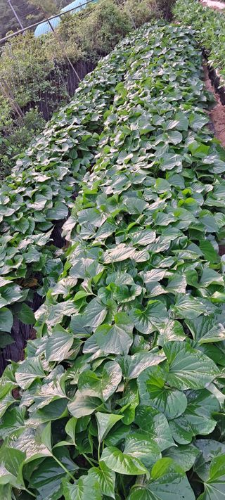 이계대님의 고구마 · 자유게시판 작성글 사진