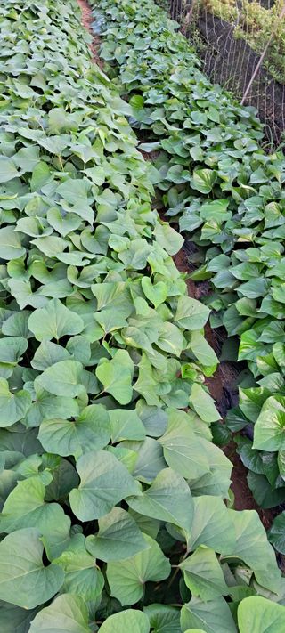 이계대님의 고구마 · 자유게시판 작성글 사진