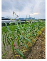 팜모닝 옥수수·자유게시판 게시글 이미지