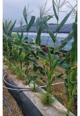 그린톡톡 오계상님의 옥수수 · 자유게시판 작성글 사진