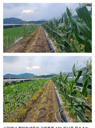 그린톡톡 오계상님의 옥수수 · 자유게시판 작성글 사진