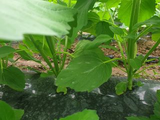 유영선님의 참깨 · 자유게시판 작성글 사진