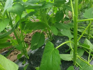 유영선님의 참깨 · 자유게시판 작성글 사진