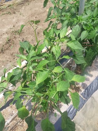 신 난다님의 고추 · 병해충상담 작성글 사진