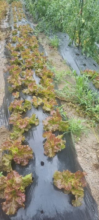 하동써니님의 자유주제 · 자유게시판 작성글 사진