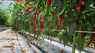 그린톡톡 오계상님의 고추 · 일상 작성글 사진