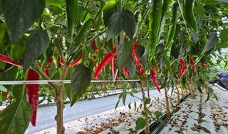 그린톡톡 오계상님의 고추 · 일상 작성글 사진