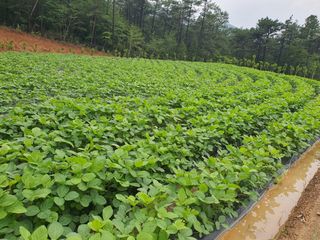 이정태님의 콩 · 자유게시판 작성글 사진