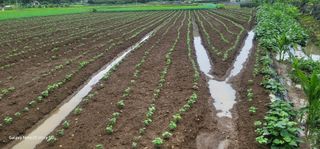 전용철님의 콩 · 영농일지 작성글 사진