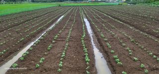 전용철님의 콩 · 영농일지 작성글 사진