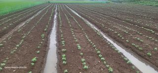 전용철님의 콩 · 영농일지 작성글 사진