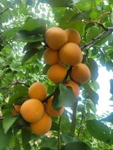 팜모닝 자유주제·자유게시판 게시글 이미지