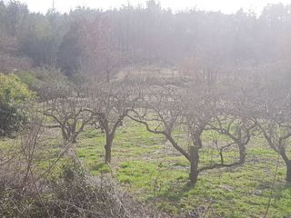 최도경님의 감 · 자유게시판 작성글 사진