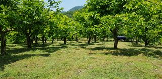최도경님의 감 · 자유게시판 작성글 사진