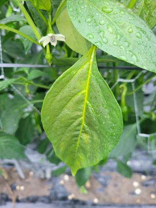 윤채열님의 고추 · 병해충상담 작성글 사진