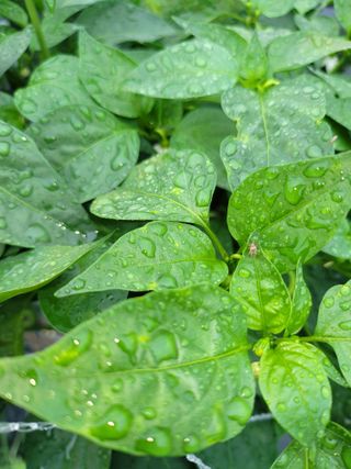 윤채열님의 고추 · 병해충상담 작성글 사진