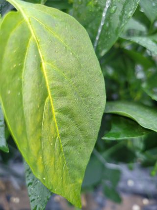 윤채열님의 고추 · 병해충상담 작성글 사진