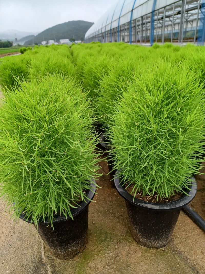 장터 상품 [뎁싸리 ] 썸네일