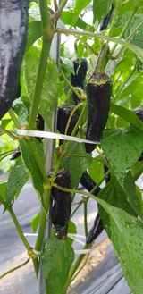 팜모닝 고추·수확 게시글 이미지