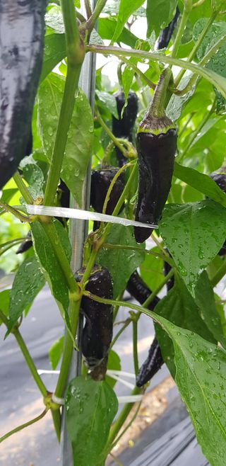 모산소나무님의 고추 · 수확 작성글 사진