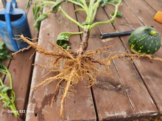 박해용(세건농장)님의 참깨 · 병해충상담 작성글 사진