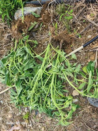 박해용(세건농장)님의 참깨 · 병해충상담 작성글 사진