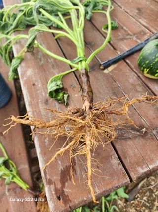 박해용(세건농장)님의 참깨 · 병해충상담 작성글 사진