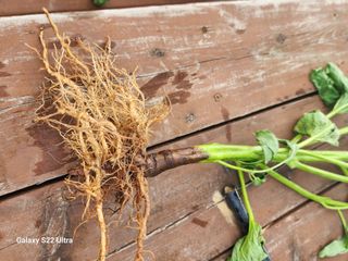 박해용(세건농장)님의 참깨 · 병해충상담 작성글 사진