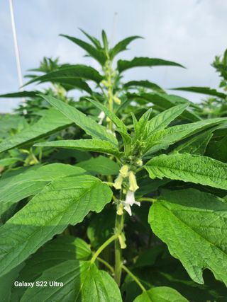 박해용(세건농장)님의 참깨 · 병해충상담 작성글 사진