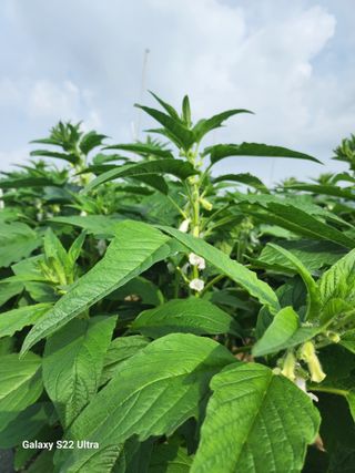 박해용(세건농장)님의 참깨 · 병해충상담 작성글 사진