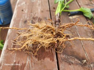 박해용(세건농장)님의 참깨 · 병해충상담 작성글 사진