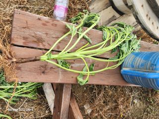 박해용(세건농장)님의 참깨 · 병해충상담 작성글 사진