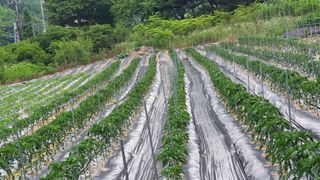 하늘다람쥐님의 고추 · 품종•종자 작성글 사진