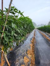 팜모닝 고추·일상 게시글 이미지