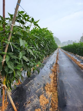 고대박님의 고추 · 일상 작성글 사진