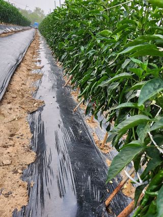 고대박님의 고추 · 일상 작성글 사진