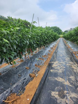 고대박님의 고추 · 일상 작성글 사진