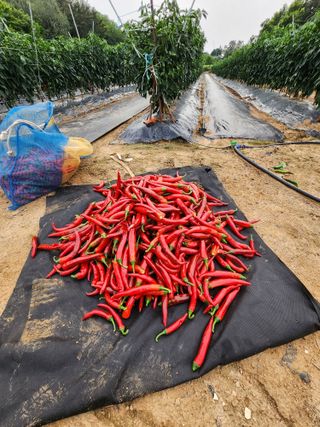 고대박님의 고추 · 일상 작성글 사진