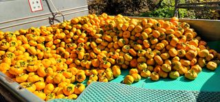 최도경님의 감 · 자유게시판 작성글 사진