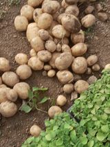 팜모닝 감자·자유게시판 게시글 이미지