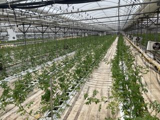 김대민님의 토마토 · 생장기 농작업 작성글 사진