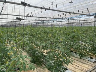 김대민님의 토마토 · 생장기 농작업 작성글 사진