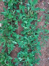 팜모닝 기타작물·자유게시판 게시글 이미지