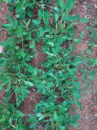 동네유지님의 기타작물 · 자유게시판 작성글 사진