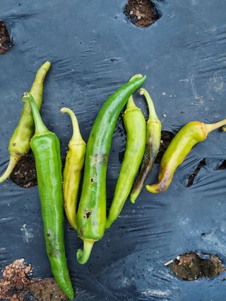 동네유지님의 고추 · 병해충상담 작성글 사진